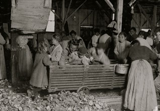 Oyster-shuckers in Barataria Canning Company.  1911