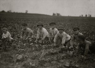 Children  working in harvesting the sugar beets  1915