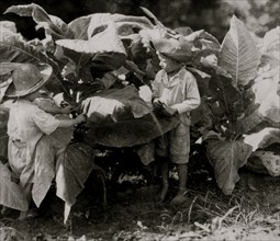Worming and suckering tobacco 1916