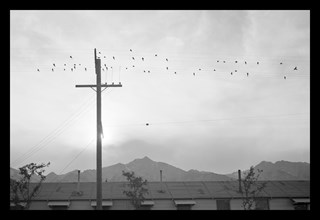Birds on Wire 1943