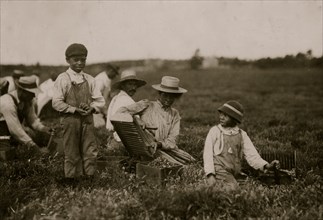 Arthur Fernande. Said 8 years old. Picking cranberries by hand, and brother Charlie said he was 9 picking with a scoop.  1911