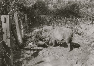 Austin Curtis and his pig project. 1921
