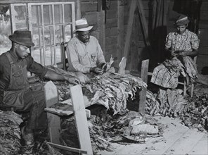 Grading tobacco in a strip house.  1939