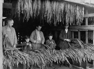 Family stripping tobacco.  1917