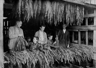 Family stripping tobacco.  1917