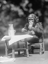 Making yourself a Chimp Over lunch 1924