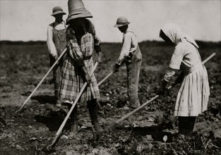 Beet workers, ten years, twelve years, fourteen years and eighteen years, hoeing for father,  1915