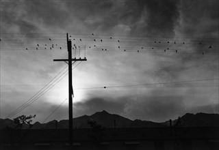 Birds on wire, evening 1943