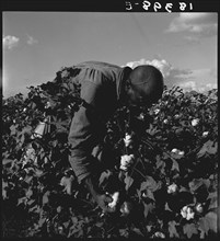 Black man in Cotton Fields Picking the crop