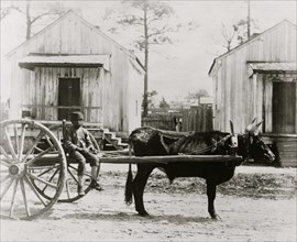 Black ox-team, Thomasville, Geo. 1889