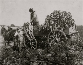 Gathering tobacco on a wagon as part of the harvest 1916