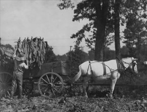 Boy 18 years old and father A.W. Galloway, loading tobacco.  1916