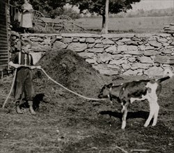 Boy holds a small calf by a rope as his Mother looks on 1915