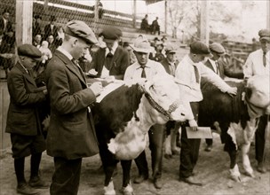 Boys judging prize heifers at 4 H Club Fair at Charleston, W. Va 1921