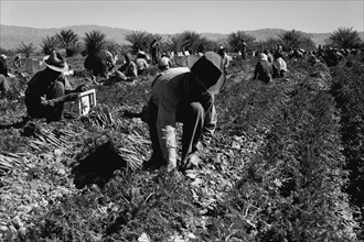 Carrot pullers 1937