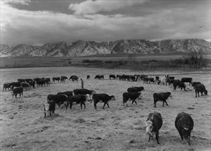 Cattle in south farm 1943