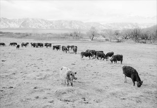 Cattle in South Farm 1943