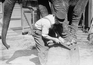 Manicuring an Elephant in New York's Central Park