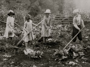 Children hoeing on farm near Mt. Vernon, Ky.  1916