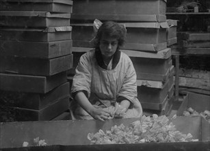 Corrinne Le May, 15 years old, bunching sweet peas at the Boston Floral Supply Co.,  1917