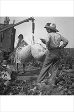 Cotton weighing 1936