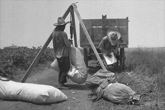 Cotton weighing 1936