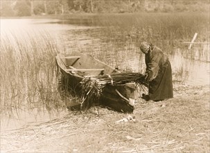 The tule gatherer 1910