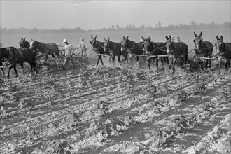 Cultivating cotton 1938