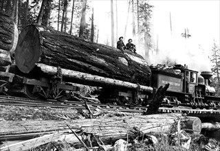 Transporting Fallen Old Growth 1920