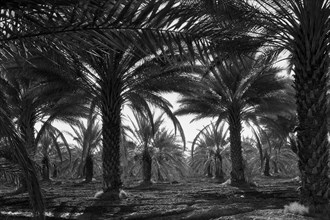 Date palms 1937