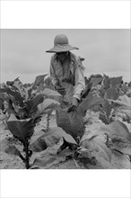 Worming Tobacco 1939