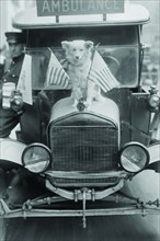 Dolly, a dog sits on the front of a Ambulance hood betwixt US flags 1917