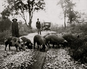Driving boy taking pigs to market.  1916