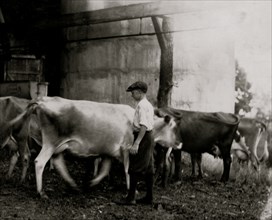 Dairy Delivery By cares for the Farm livestock and cows when not in his wagon making his rounds 1916