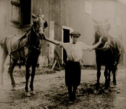 Horses cared for by Delivery Boy of Dairy Products; he hitches them to his wagon 1916