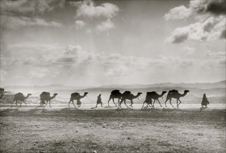 Egyptian camel transport passing over Olivet 1925