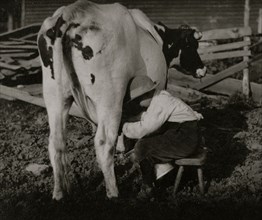 Eight-year old Jack milking the cows 1915