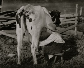 Eight-year old Jack milking the cows 1915