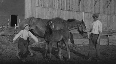 Eight-year old Jack taking care of the colt 1915