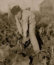 Eight-year-old boy tugging at the beets.  1915