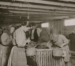 Eight-year-old Lizzie, earns 30 cents a day shucking oysters in the Dunbar Cannery. 1911