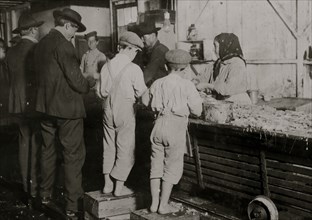 Eight-year-old Max, one of the young shrimp pickers in the Dunbar, Lopez, Dukate Company. Only a small force was working that day 1911