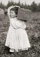 Picking Cranberries 1910