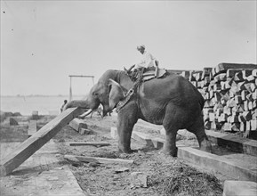 Elephant Moves Huge Logs for Indian Master and stack them in piles