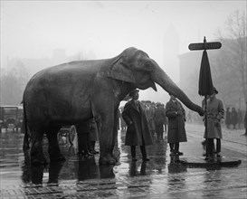 Elephant Turns Traffic Stop Sign in Intersection of Streets in the Nation's Capitol. 1923