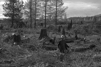 Clearing the Forest 1939