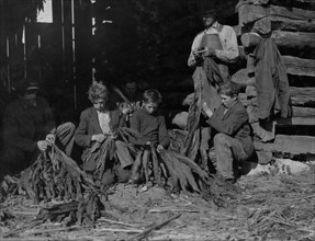 Family of J.H. Burch, stripping tobacco 1917