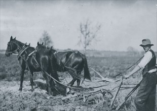 Farmer behind horses as they pull a plow through a field 1916
