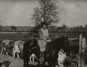 Farmer's wife on horse driving cattle 1916