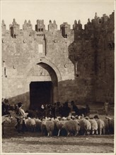 Flocking Sheep Before the Jerusalem Damascus Gate
